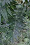 Smooth sumac